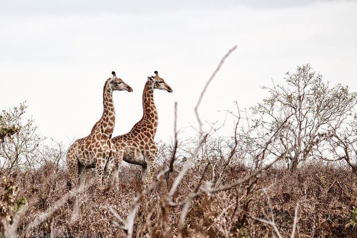 Kruger National Park 2-Day Open-Vehicle Safari from Maputo