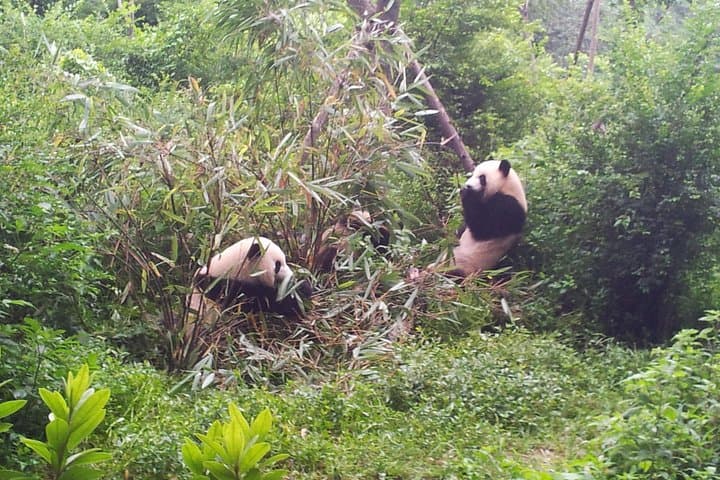 Chengdu to Emei & Leshan: 3-Night Private Sichuan Tour with Pandas and Giant Buddha photo 3