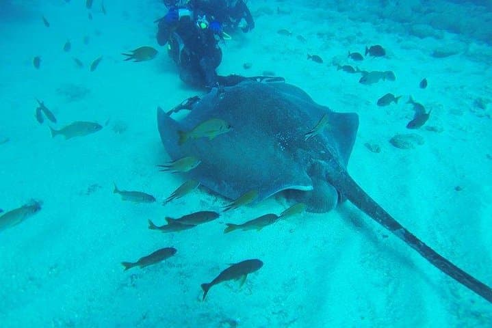 tenerife-padi-scuba-courses-open-water-to-divemaster photo 2