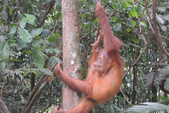 Bukit Lawang Orangutan Trek: 3-Day Medan to Jungle Escape photo 5