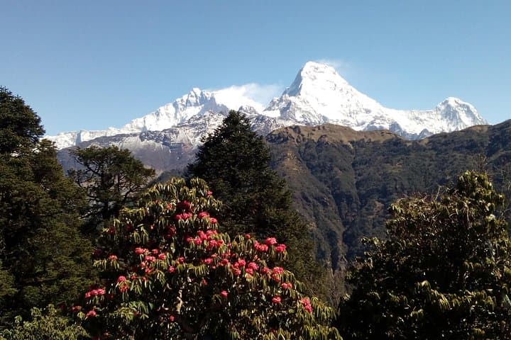 Short Annapurna Base Camp Trek from Pokhara — 5-Day ABC Quick Trek photo 3