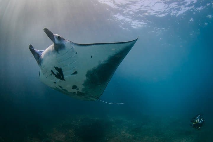 PADI Open Water Course in Bali — 3-Day Certification on Lembongan & the USAT Liberty photo 2