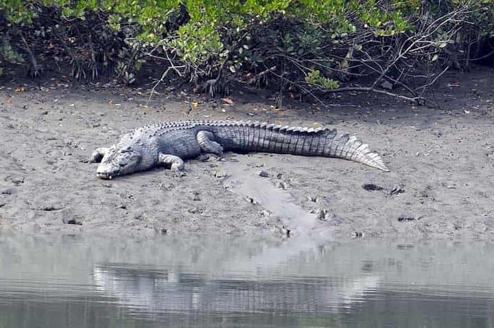 Sundarban Boat Safari: 3-Day Mangrove Cruise to Sajnekhali & Sudhanyakhali