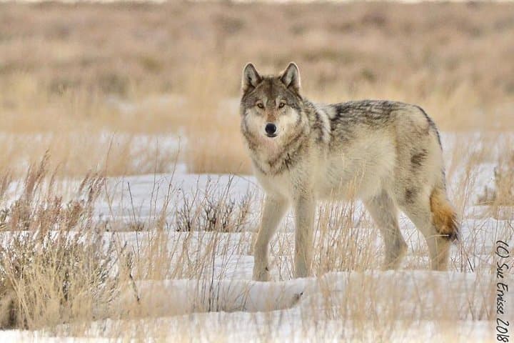 Yellowstone Winter Wolf Safari: 4-Day Wildlife Tour from Bozeman photo 5