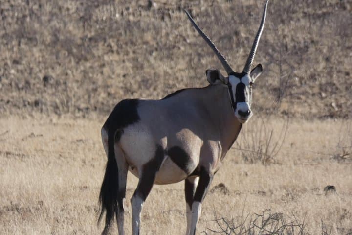 5-Day Etosha Safari: Private Guided Tour from Windhoek