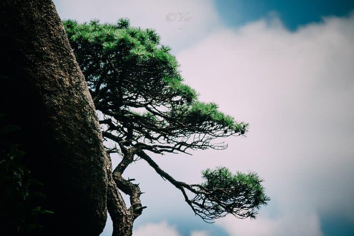 Huangshan & Tangmo: 2-Day Private Yellow Mountain Sunrise and Ancient Village from Shanghai photo 2