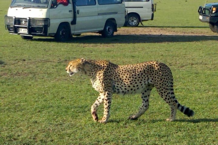 3-Day Masai Mara Group Safari: Game Drives, Tented Camp, and Maasai Culture photo 1