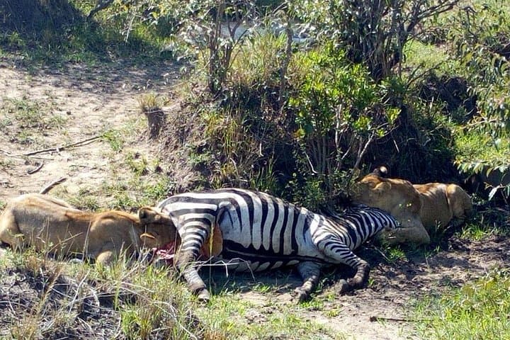 3-Day Masai Mara Group Safari: Game Drives, Tented Camp, and Maasai Culture photo 2