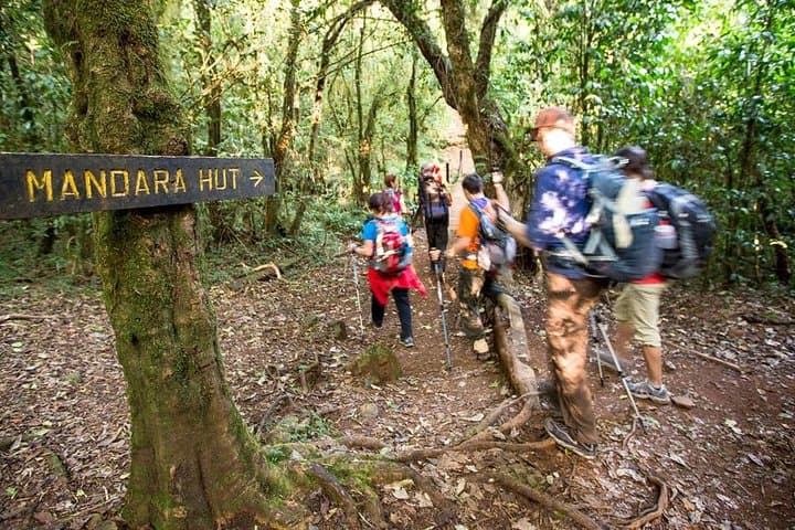 Mount Kilimanjaro Day Tour to Mandara Hut — Marangu Route from Arusha photo 2