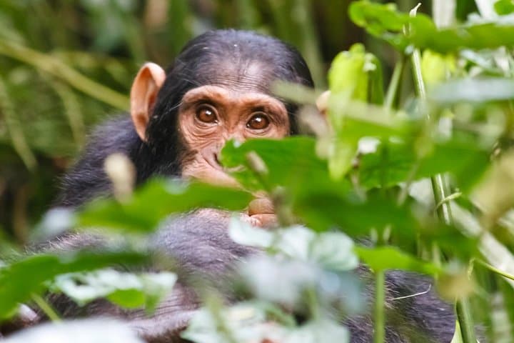 Kibale National Park 3-Day Chimpanzee Trekking Safari — Kanyanchu & Bigodi