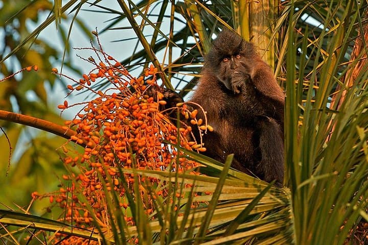 Kibale National Park 3-Day Chimpanzee Trekking Safari — Kanyanchu & Bigodi photo 2