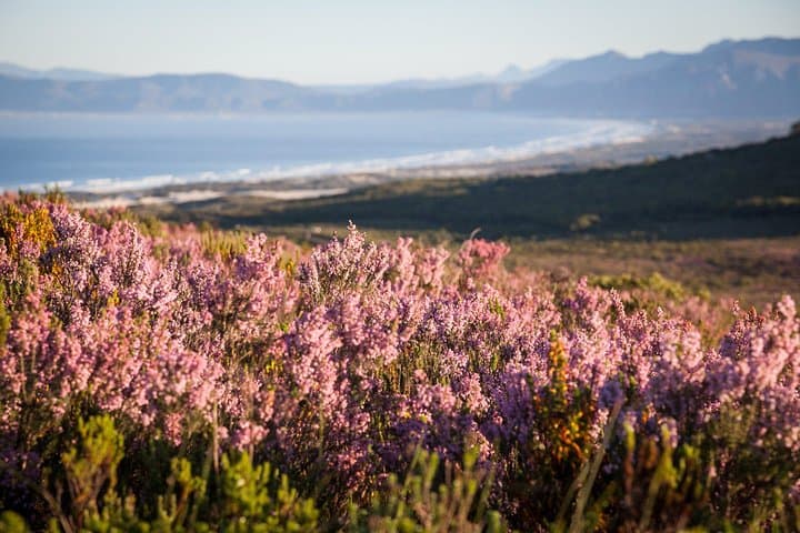 7-Day Cape Town to Addo: Table Mountain, Garden Route & Addo Elephant Park photo 3
