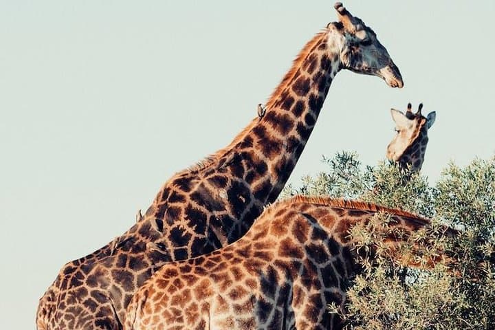 Luxury Kruger Safari and Cape Town: 9-Day Big Five to Table Mountain photo 4