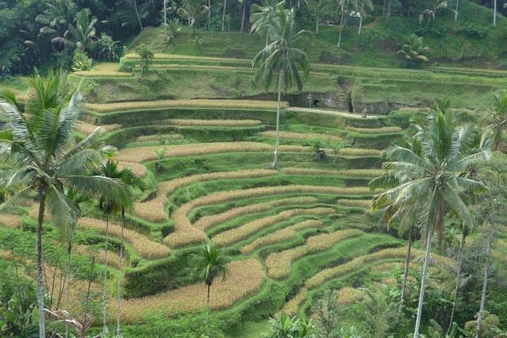 Ubud to Kintamani Day Tour: Rice Terraces, Waterfalls & Mount Batur Views photo 1