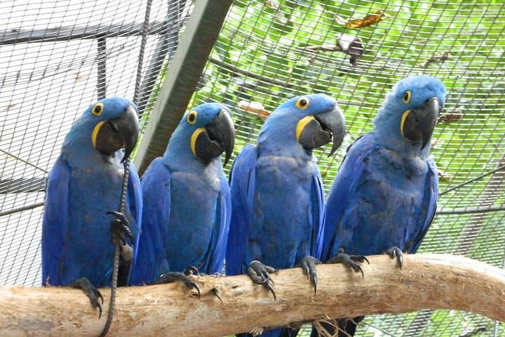 Iguassu Falls in 4 Days: Private 3-Star Tour from Foz do Iguaçu