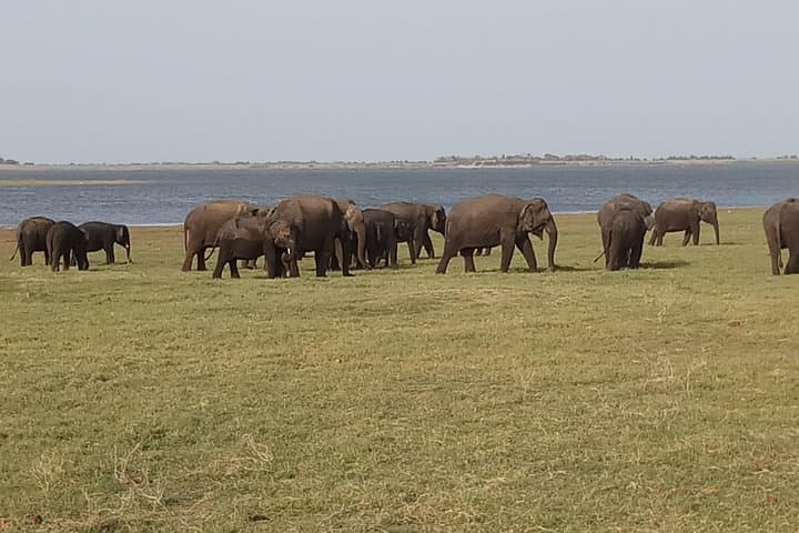 Kaudulla National Park Private Jeep Safari from Habarana — See The Elephant Gathering photo 4