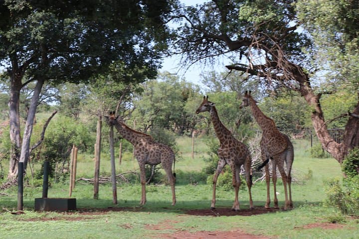 Elephant Experience and Lesedi Cultural Village Tour from Johannesburg photo 2