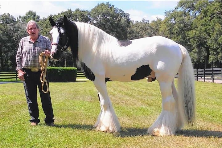 Gypsy Gold Farm Tour — Meet Gypsy Vanner Horses Near Orlando photo 3