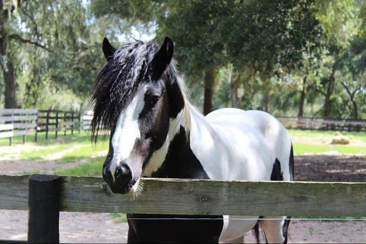 Gypsy Gold Farm Tour — Meet Gypsy Vanner Horses Near Orlando photo 4