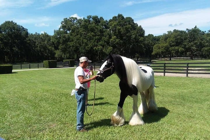 Gypsy Gold Farm Tour — Meet Gypsy Vanner Horses Near Orlando photo 5