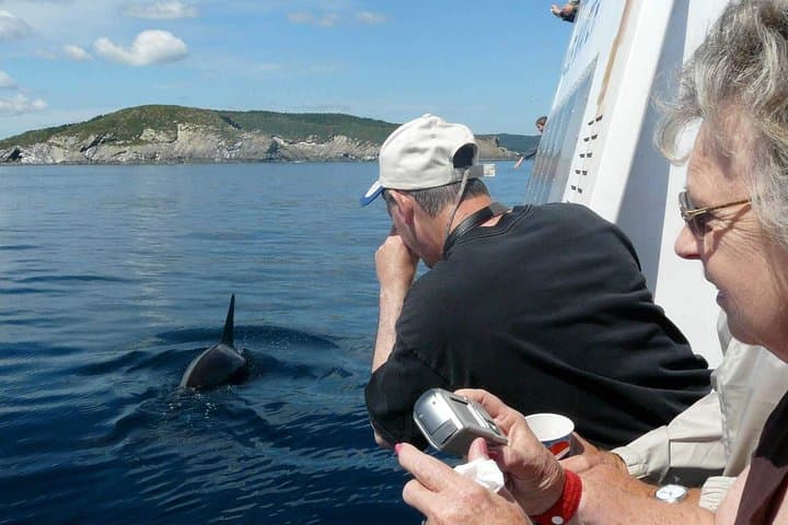 Puffins, Whales & Icebergs: Witless Bay Cruise from St. John's photo 6