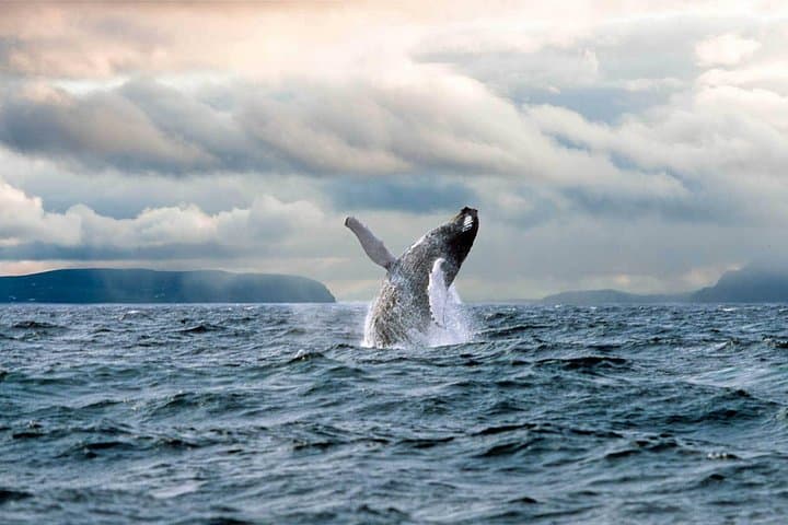 Puffins, Whales & Icebergs: Witless Bay Cruise from St. John's photo 5
