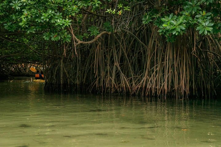 Night Kayaking the Bioluminescent Bay at Laguna Grande, Fajardo photo 4