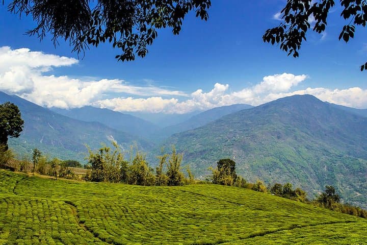 Full-Day Darjeeling Tour: Sunrise at Tiger Hill, Toy Train & Tea Estates photo 2