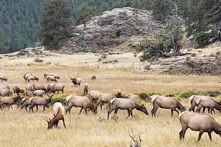 Exploring Rocky Mountain National Park and Estes Park: Winter & Spring Adventure from Denver photo 4