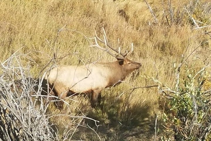 Exploring Rocky Mountain National Park and Estes Park: Winter & Spring Adventure from Denver photo 6
