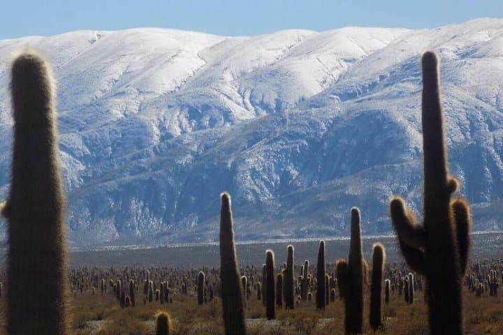 One-Day Cachi & Calchaquí Valleys Tour from Salta — Cuesta Views, High-Altitude Flora and Colonial Towns photo 3