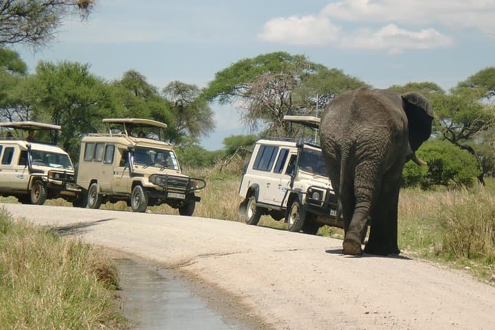 6-Day Camping Safari: Lake Manyara, Ngorongoro & Serengeti National Park photo 2