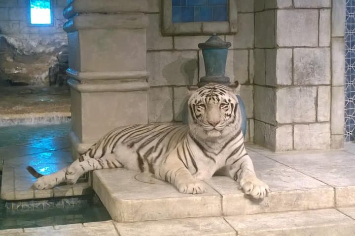 Houston City Tour & Downtown Aquarium All-Rides Pass — Guided Double-Decker Tour + Aquarium Access photo 3