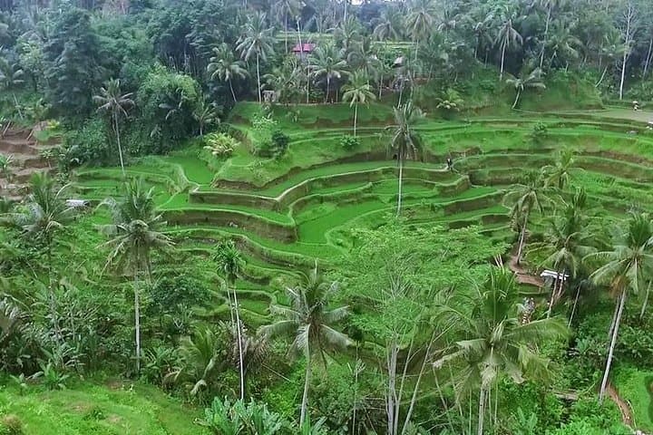 Best of Bali Volcano Tour: Full-Day Kintamani, Ubud & Tegalalang Experience photo 5