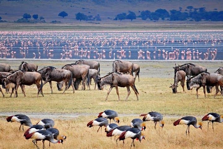 Lake Manyara One-Day Joined Group Safari — Big Five, Canoes & Walking from Arusha photo 6