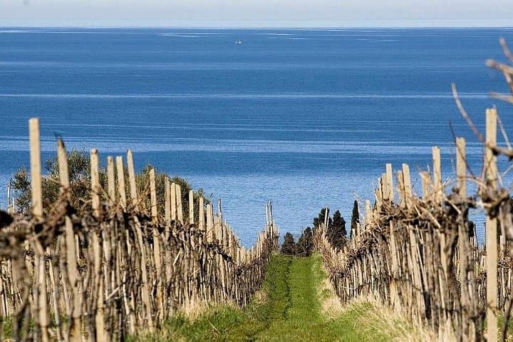 Izola & Marezige Wine Hills: Private Coastal Wine Tour from Koper photo 3
