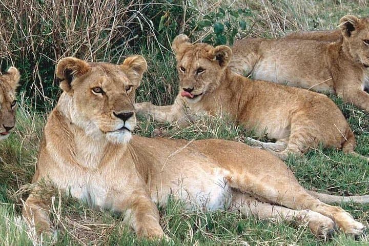 4-Day Amboseli & Tsavo Safari — Kilimanjaro Views, Mzima Springs and Big Five photo 2