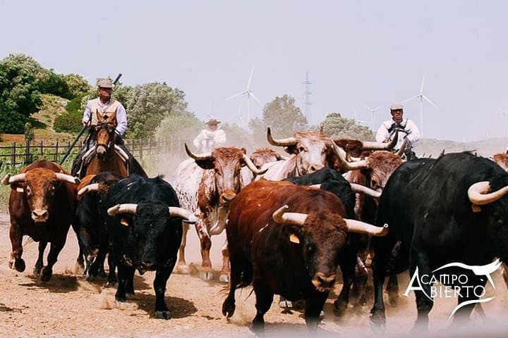 Andalusian Horse and Brave Bull Experience at Alvaro Domecq
