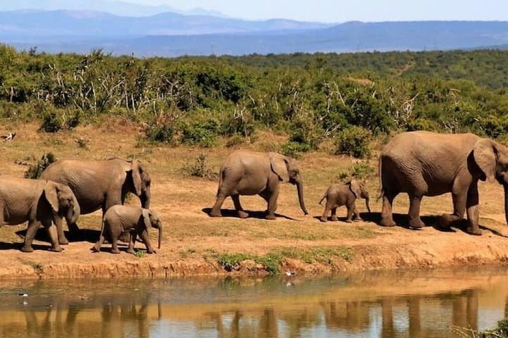 Four-Day Wildlife Safari in Uganda: Queen Elizabeth, Kazinga Channel & Lake Mburo