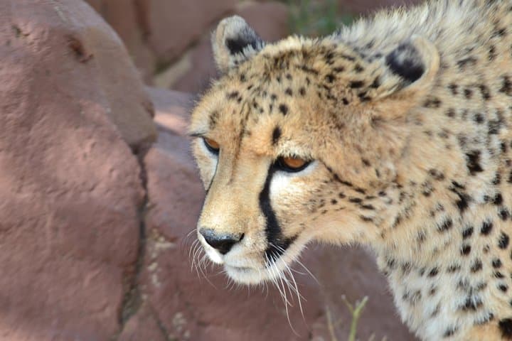 Full-Day Cradle of Humankind Tour: Maropeng, Wonder Caves & Game Reserve photo 2