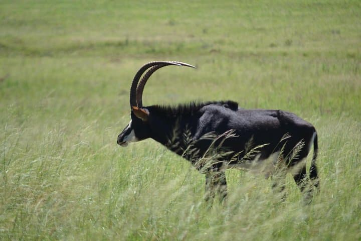 Rhino and Lion Park Guided Safari from Johannesburg — Wildlife Drive in the Cradle of Humankind photo 2