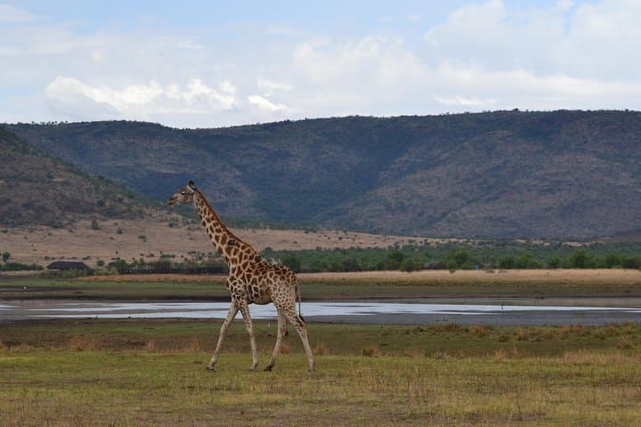Full-Day Private Pilanesberg Safari from Johannesburg: Big Five & Birding photo 2