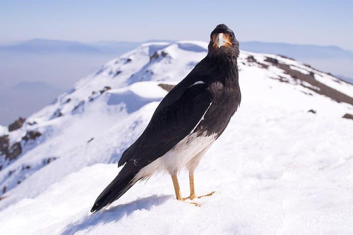 Provincia Mountain Wildlife Hike: Summit Views Above Santiago photo 3
