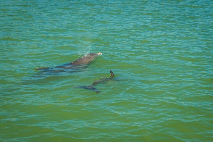 Marco Island Dolphin Sightseeing Tour: 2-Hour Ten Thousand Islands Cruise photo 5