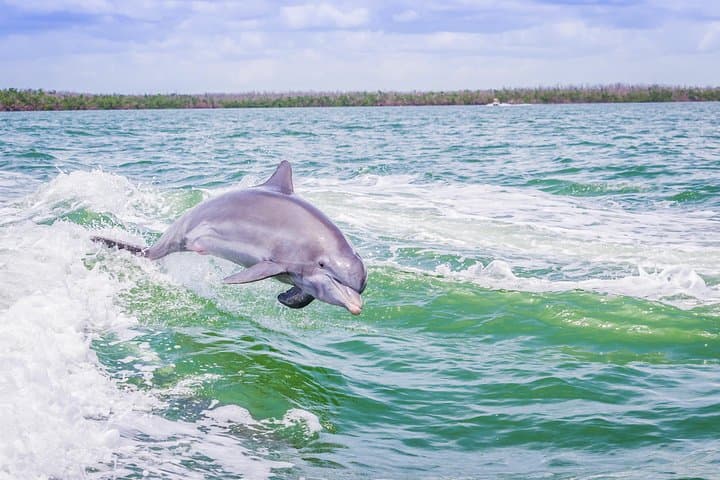 Marco Island Dolphin Sightseeing Tour: 2-Hour Ten Thousand Islands Cruise photo 2
