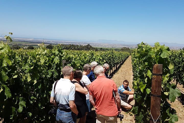 Stellenbosch Valley Private Wine Tour with a Winemaker — Tastings, Vines & Local Culture photo 3