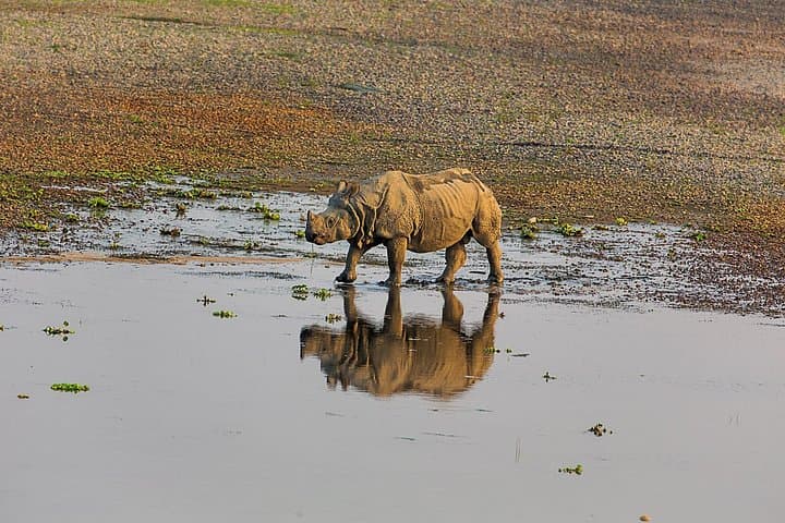 3-Day Chitwan National Park Wildlife Safari from Kathmandu photo 3