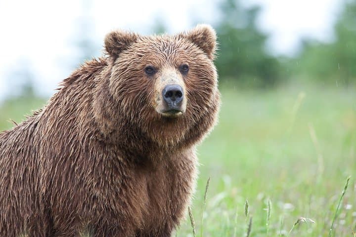 Ultimate Alaskan Adventure: From Ocean Wildlife to Interior Wilderness in 9 Days