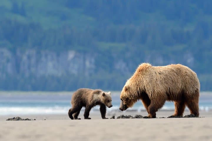 Ultimate Alaskan Adventure: From Ocean Wildlife to Interior Wilderness in 9 Days photo 6