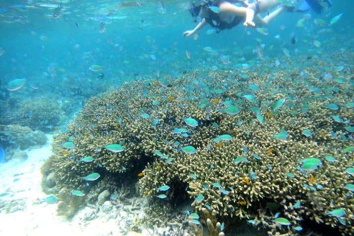 Twin-Island Snorkeling Adventure at Hilutungan & Nalusuan Marine Sanctuaries, Cebu